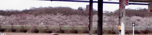 駅から見える桜