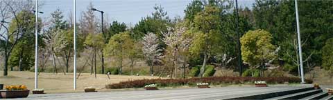 キャンパスの桜